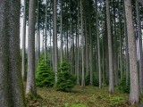 Holz aus unseren einheimischen Wäldern liefert auch den Rohstoff zum Heizen